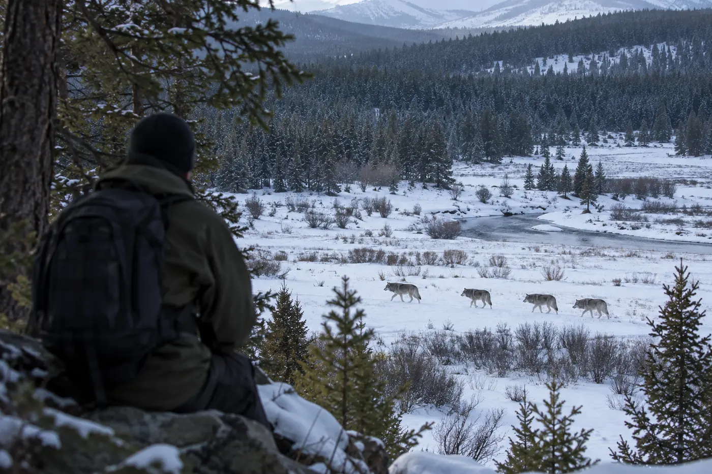 Small wolf pack crossing a distant snowy clearing while a hiker watches safely